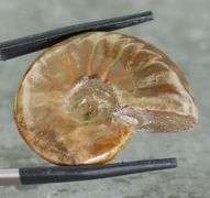 Flashing! 54.71ct opalescent Ammonite fossil