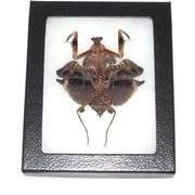Dead Leaf Real Framed Praying Mantis