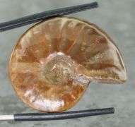 Flashing! 54.71ct opalescent Ammonite fossil