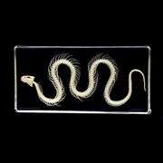 Real Snake Skeleton Encased in Acrylic Block