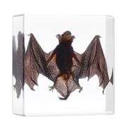 Collectible Real Preserved Bat Encased in Resin