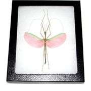 Elegant Preserved Walking Stick