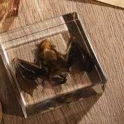 Preserved Real Bat Specimen