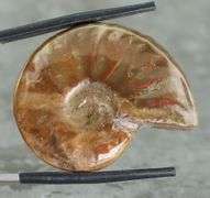 Flashing! 54.71ct opalescent Ammonite fossil