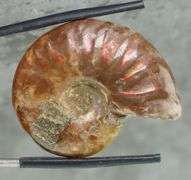Flashing! 54.71ct opalescent Ammonite fossil