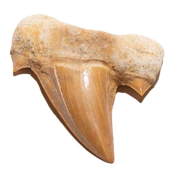 Rare Moroccan Prehistoric Shark Tooth Fossil