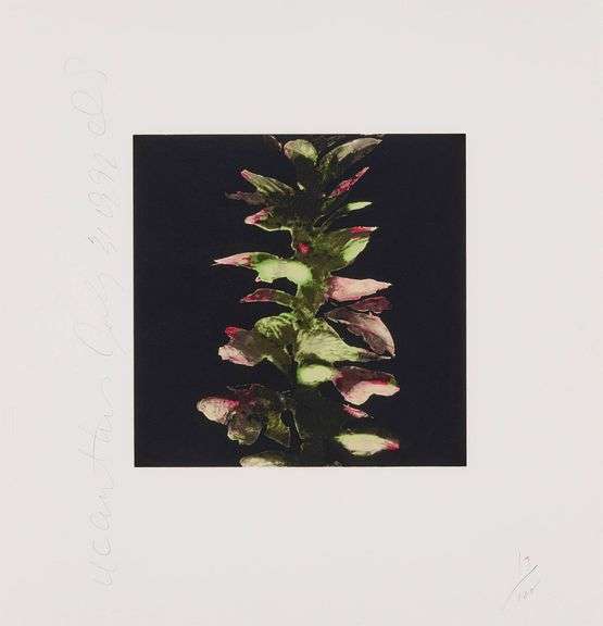 Donald Sultan, Acanthus (from the Fruits and Flowers III series), 1992