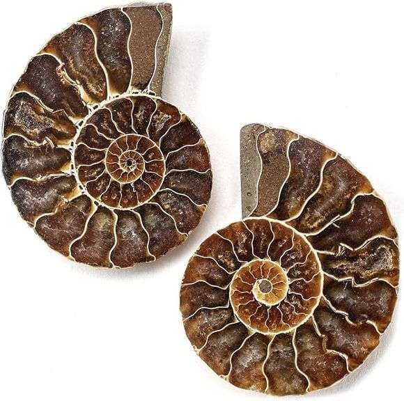 Ancient Ammonite Pair: Extinct Fossil Stone
