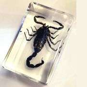 Mysteries of the Black Scorpion