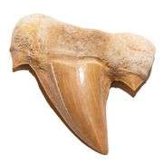 Rare Moroccan Prehistoric Shark Tooth Fossil