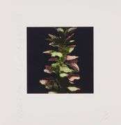 Donald Sultan, Acanthus (from the Fruits and Flowers III series), 1992