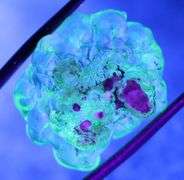 REAL!!! 33.79ct raw unprocessed Hyalite Opal