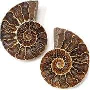 Ancient Ammonite Pair: Extinct Fossil Stone
