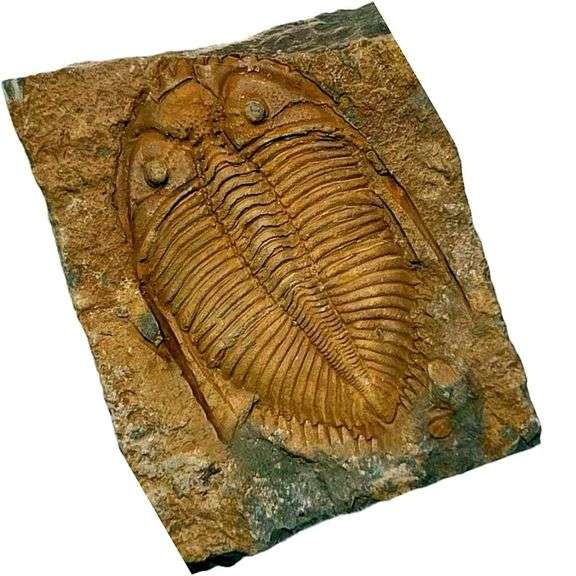 Authentic Trilobite Fossil from 450 Million Years Ago