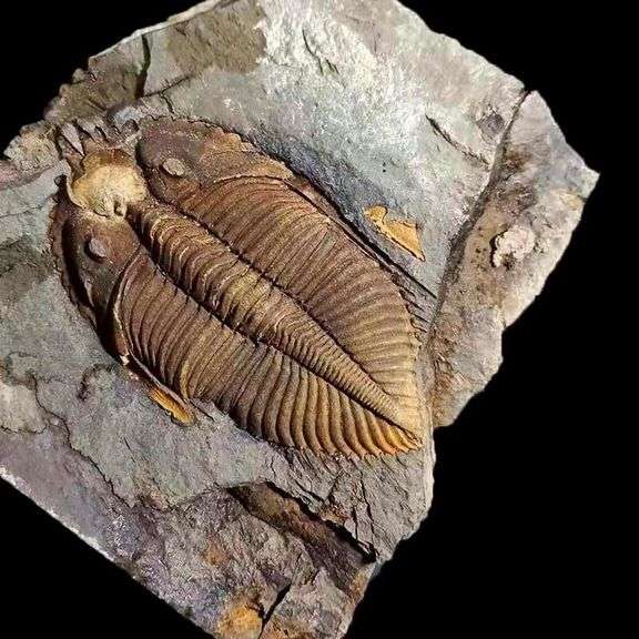 Authentic Trilobite Fossil from 450 Million Years Ago