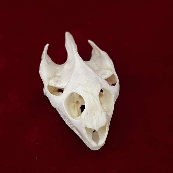 Real Taxidermy Turtle Skull Specimen