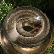 Real Snake Specimen in Resin for Display and Education