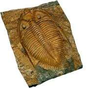 Authentic Trilobite Fossil from 450 Million Years Ago