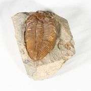 Authentic Trilobite Fossil from 450 Million Years Ago
