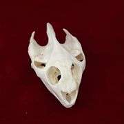 Real Taxidermy Turtle Skull Specimen