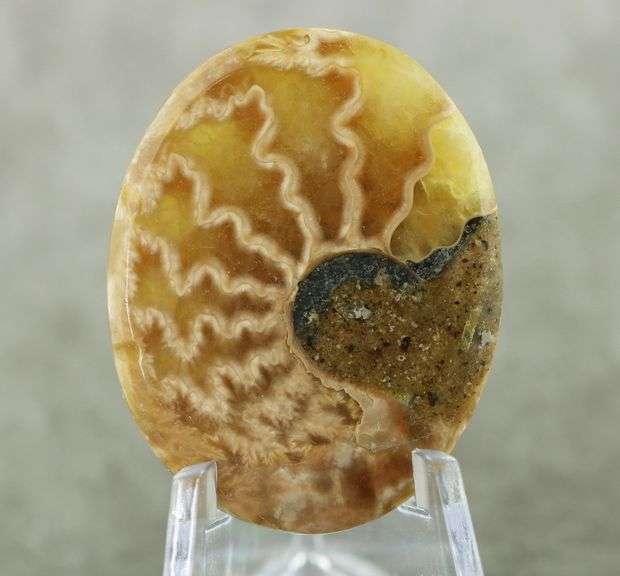 Neat! 54.60ct Ammonite Fossil cabochon