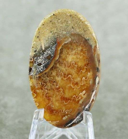 Bright toned 46.85ct Ammonite Fossil cabochon