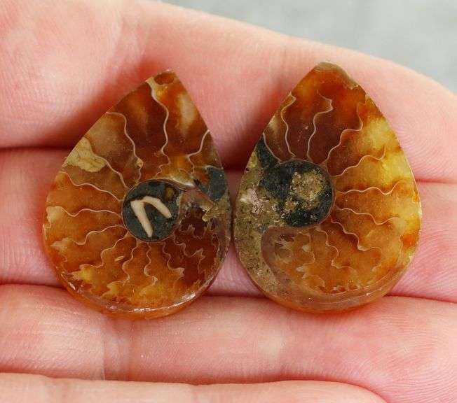 Collectable 55.70ct Ammonite Fossil cabochon pair