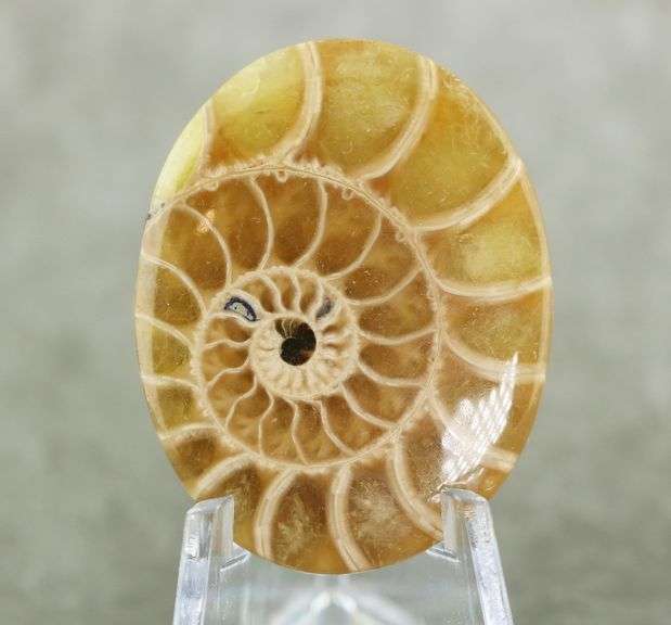 Neat! 54.60ct Ammonite Fossil cabochon