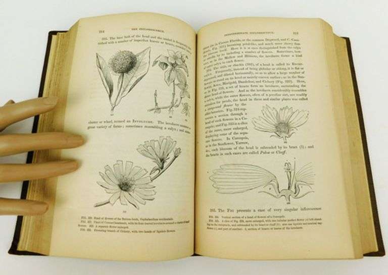 1860 Gray's Botanical Text Book