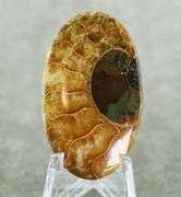 Bright toned 46.85ct Ammonite Fossil cabochon