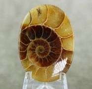 Fantastic 68.55ct Ammonite Fossil cabochon