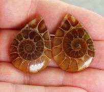 Collectable 55.70ct Ammonite Fossil cabochon pair