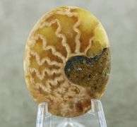 Neat! 54.60ct Ammonite Fossil cabochon