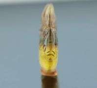 Glowing! 29.48ct multi-hue Fluorite carving