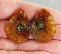 Collectable 55.70ct Ammonite Fossil cabochon pair