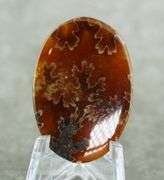 Wonderful 41.10ct leaf patterned Ammonite cabochon