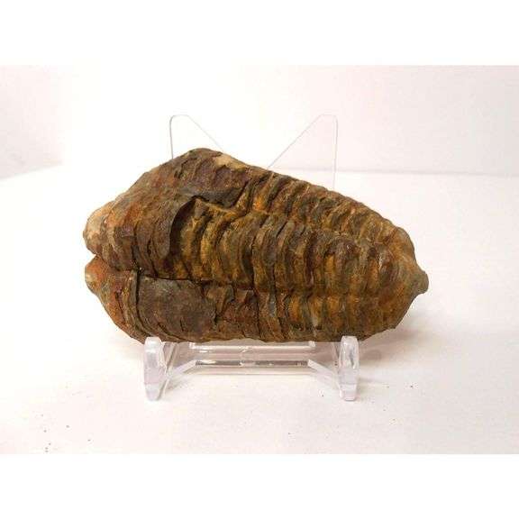 Pre-historic Large Trilobite Fossil from Anti-Atlas Region