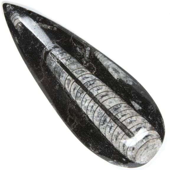 Authentic 450 Million-Year-Old Extinct Cephalopod Shell
