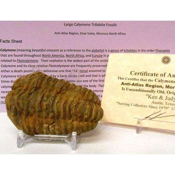 Pre-historic Large Trilobite Fossil from Anti-Atlas Region