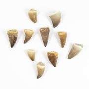 Genuine Mosasaur Dinosaur Teeth Late Cretaceous Fossils