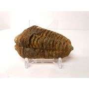 Pre-historic Large Trilobite Fossil from Anti-Atlas Region