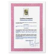 Bucephale by Salvador Dali