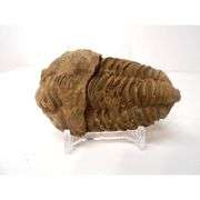 Pre-historic Large Trilobite Fossil from Anti-Atlas Region