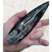 Authentic 450 Million-Year-Old Extinct Cephalopod Shell