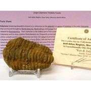 Pre-historic Large Trilobite Fossil from Anti-Atlas Region
