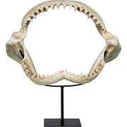 16 Inch Shark Jaws Jagged Teeth Statue on Display Stand