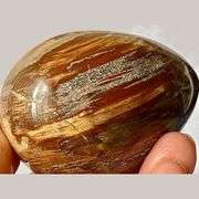 Madagascar Triassic Period Petrified Wood Crystal