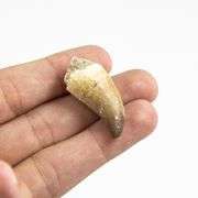 Genuine Mosasaur Dinosaur Teeth Late Cretaceous Fossils