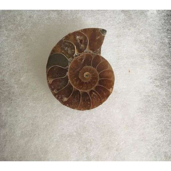 Ancient Ammonite Pair: Extinct Fossil Stone
