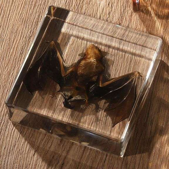 Preserved Real Bat Specimen